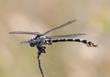 DSC_8689b.jpg