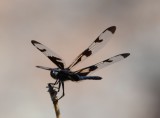 DSC_8697b.jpg