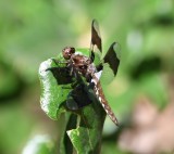 DSC_8828b.jpg