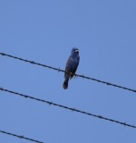 DSC_8848b.jpg