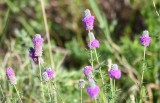 DSC_8868b.jpg