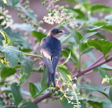 DSC_9030b.JPG