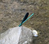 DSC_9148b.jpg