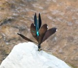 DSC_9165b.jpg