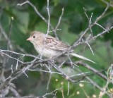DSC_9214b.jpg