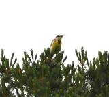 DSC_9504b.jpg