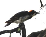DSC_9508b.jpg