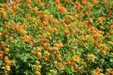 DSC_5798b.jpg