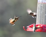 DSC_9965b.jpg