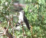 DSC_0169b.jpg