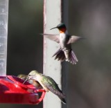 DSC_0217b.jpg