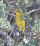 DSC_0465b.jpg