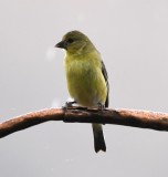 DSC_0577b.jpg