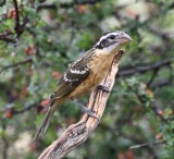 DSC_0760b.jpg