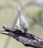 DSC_0767b.jpg