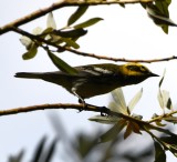 DSC_1238b.jpg