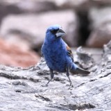DSC_1328b.jpg