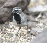 DSC_1409b.jpg