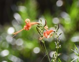 DSC_1546b.jpg