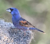 DSC_1784b.jpg