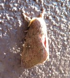 IMG_6165b.jpg