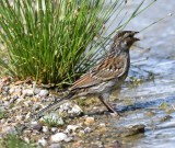 DSC_2402b.jpg