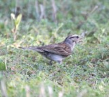 DSC_2443b.jpg