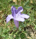 IMG_6289b.jpg