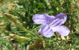 IMG_6290b.jpg