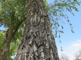 IMG_6306b.jpg