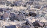 DSC_2537b.jpg