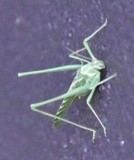 DSC_2541b.jpg