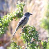 DSC_2578b.jpg
