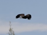 DSC_2665b.jpg