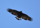 DSC_2695b.jpg