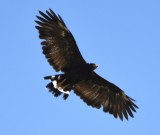 DSC_2696b.jpg