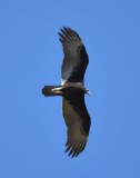 DSC_2717b.jpg