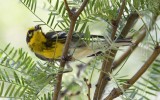 DSC_2774b.jpg