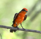 DSC_2817b.jpg