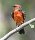 DSC_2835b.jpg