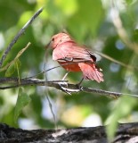 DSC_2856b.jpg
