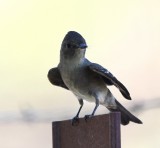 DSC_2871b.jpg