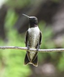 DSC_2943b.jpg