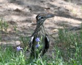 DSC_3025b.jpg