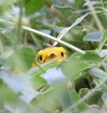 DSC_3035b.jpg