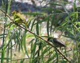 DSC_4102b.jpg
