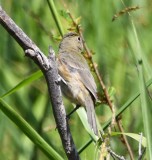 DSC_4140b.jpg