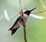 DSC_4176b.jpg