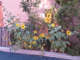 IMG_6619b.jpg