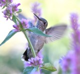 DSC_4228b.jpg
